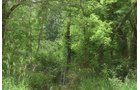 Lake County, Indiana farmland - LAND AUCTION - 147+/- ACRES OFFERED IN 3 TRACTS IN LAKE COUNTY, INDIANA